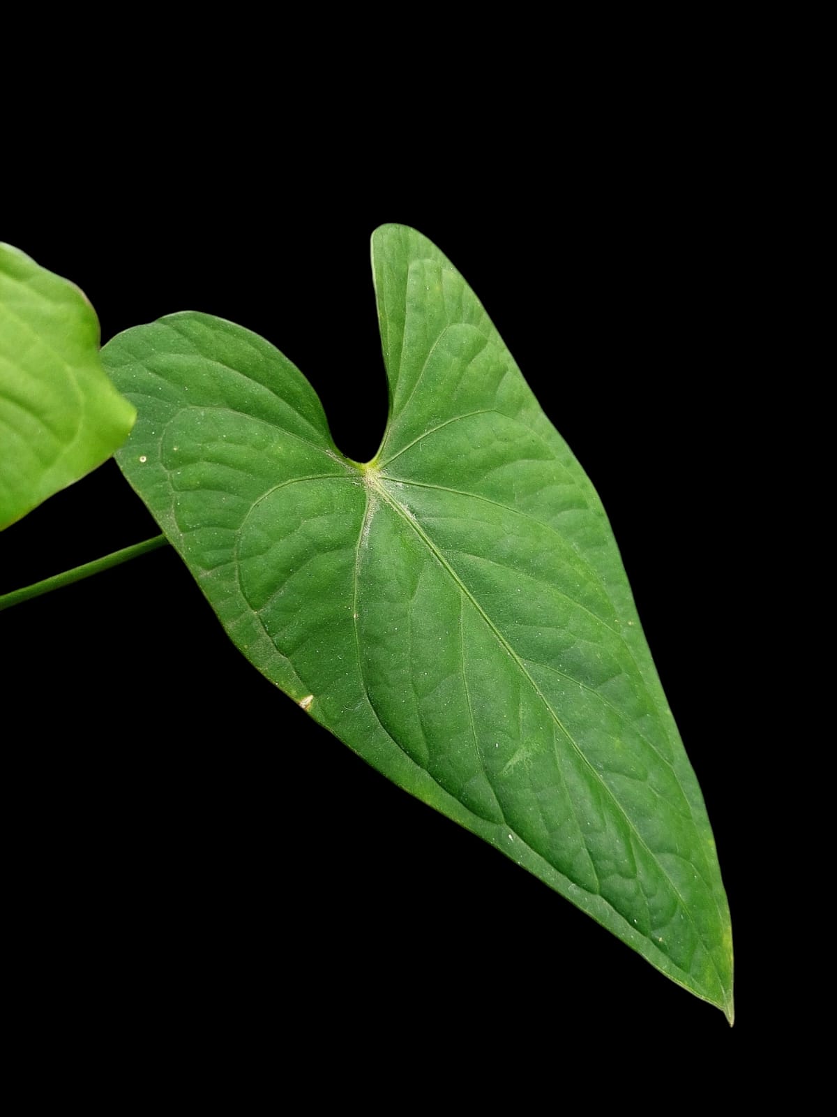 Anthurium sp. "Tarapoto Velvet" with 3 Leaves (EXACT PLANT)