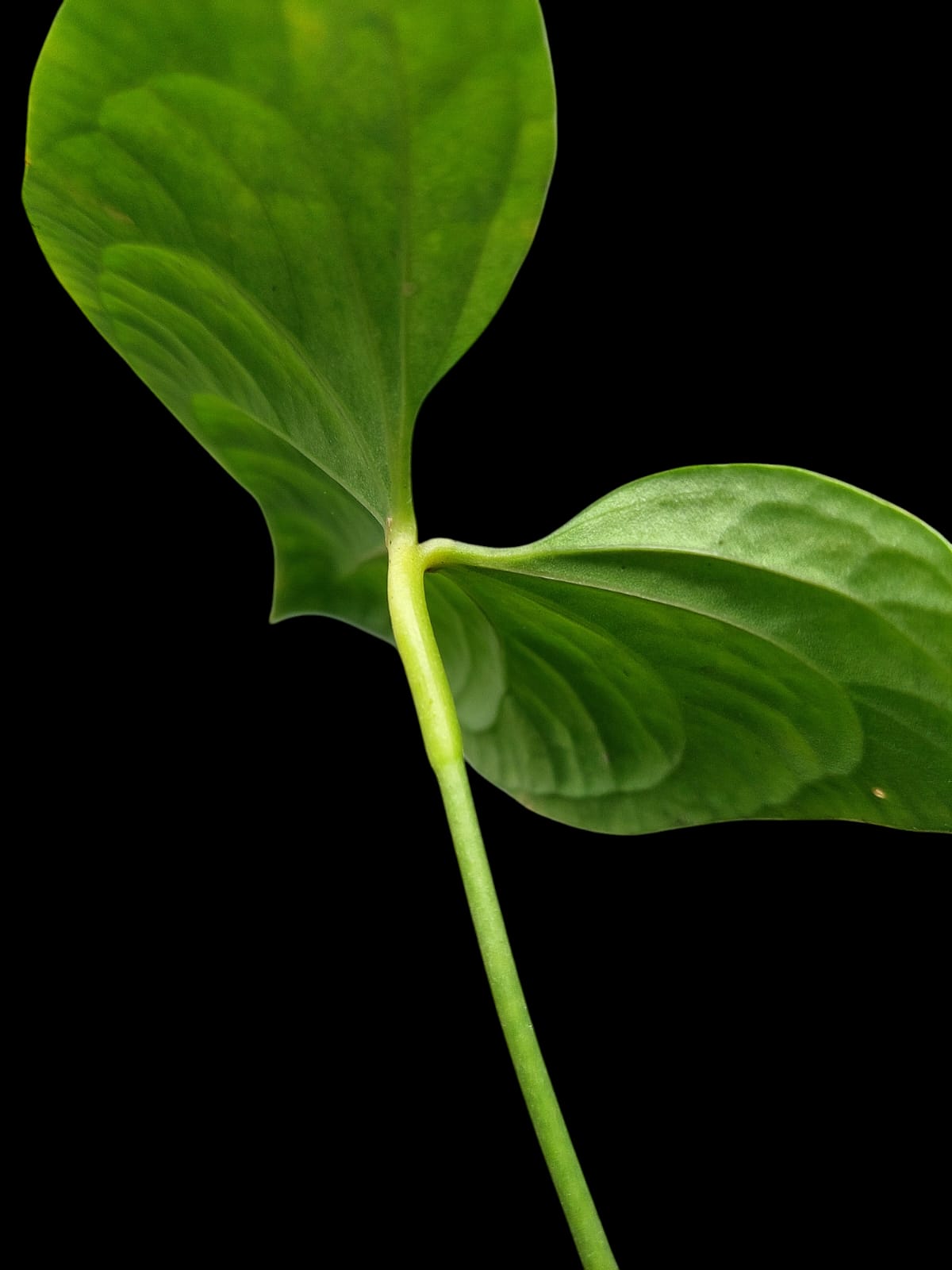 Anthurium sp. "Tarapoto Velvet" with 3 Leaves (EXACT PLANT)