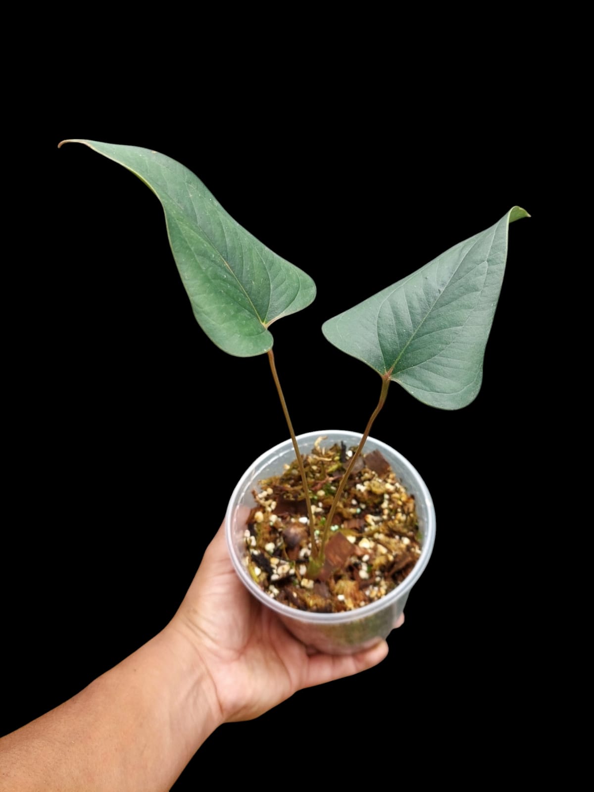 Anthurium sp. 'Indian arrow' 2 Leaves (EXACT PLANT)