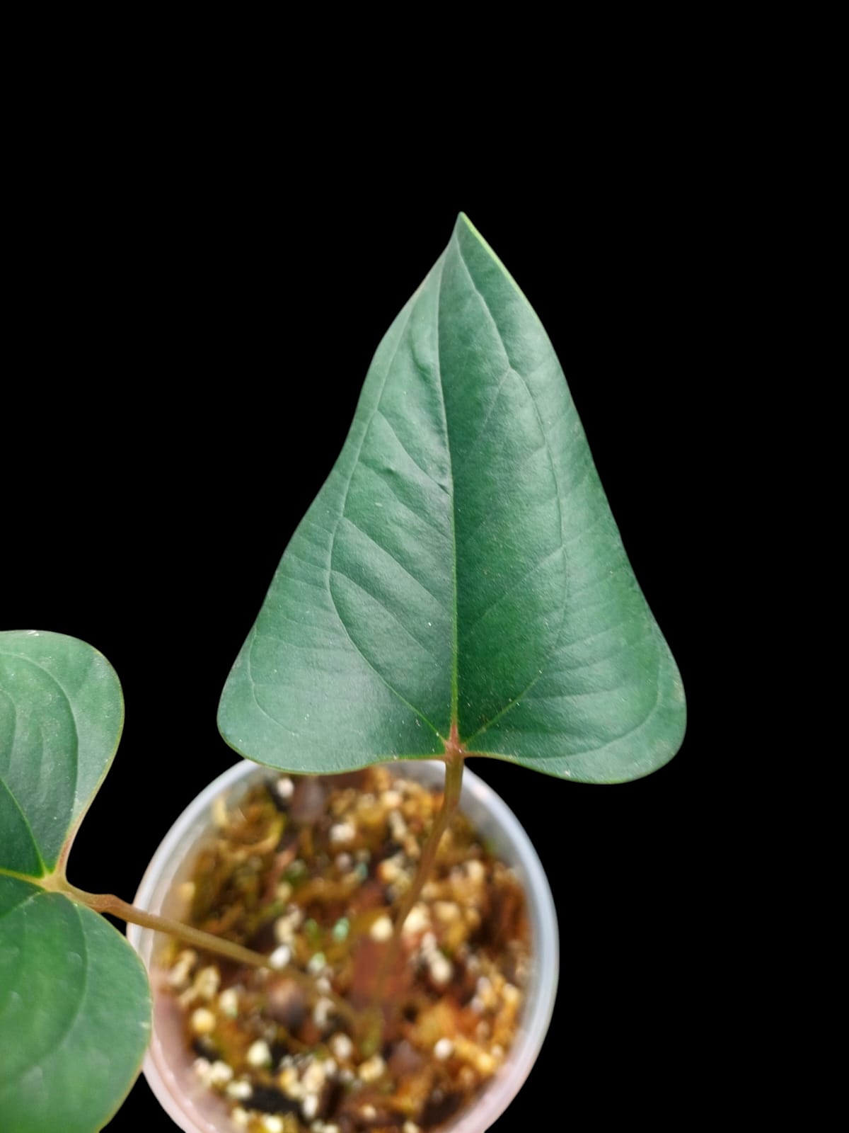 Anthurium sp. 'Indian arrow' 2 Leaves (EXACT PLANT)