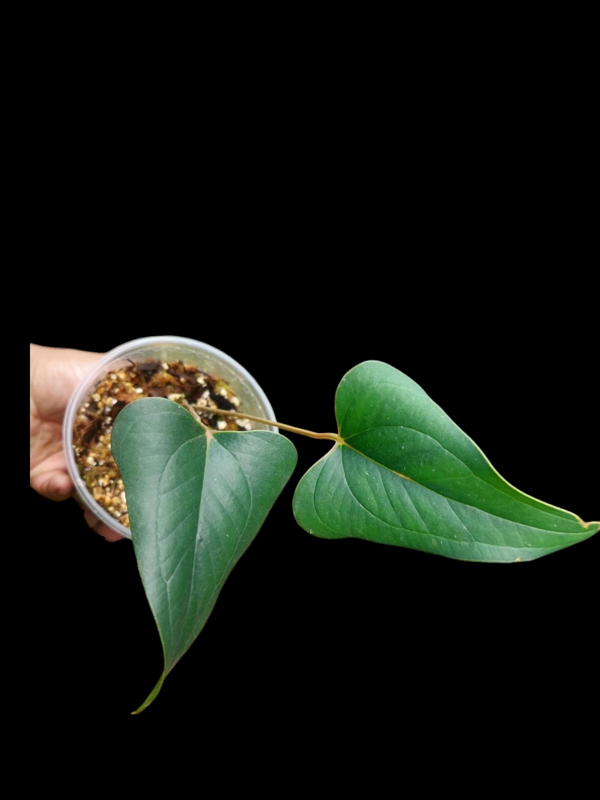 Anthurium sp. 'Indian arrow' 2 Leaves (EXACT PLANT)