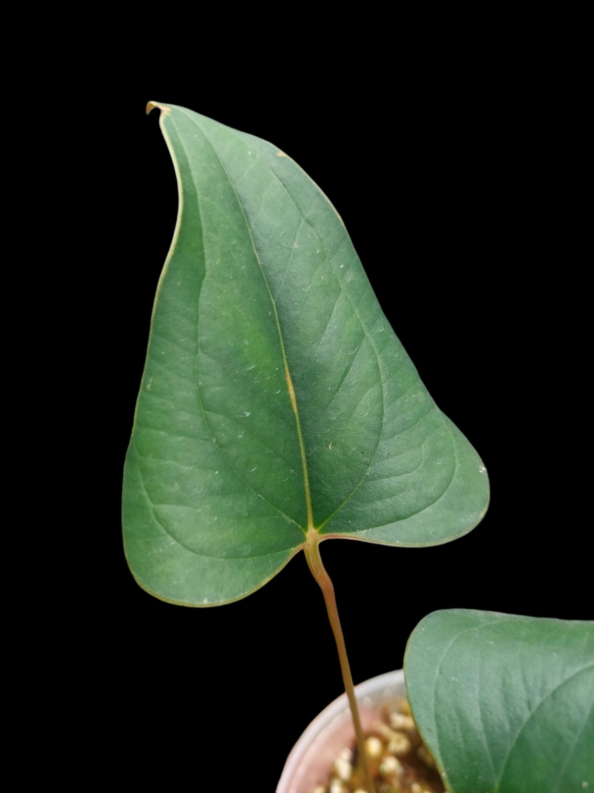 Anthurium sp. 'Indian arrow' 2 Leaves (EXACT PLANT)