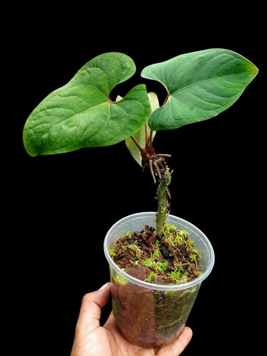 Anthurium sp. 'Huanuco Velvet' 3 Leaves (EXACT PLANT)