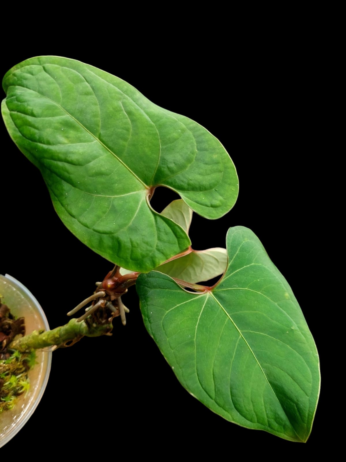 Anthurium sp. 'Huanuco Velvet' 3 Leaves (EXACT PLANT)