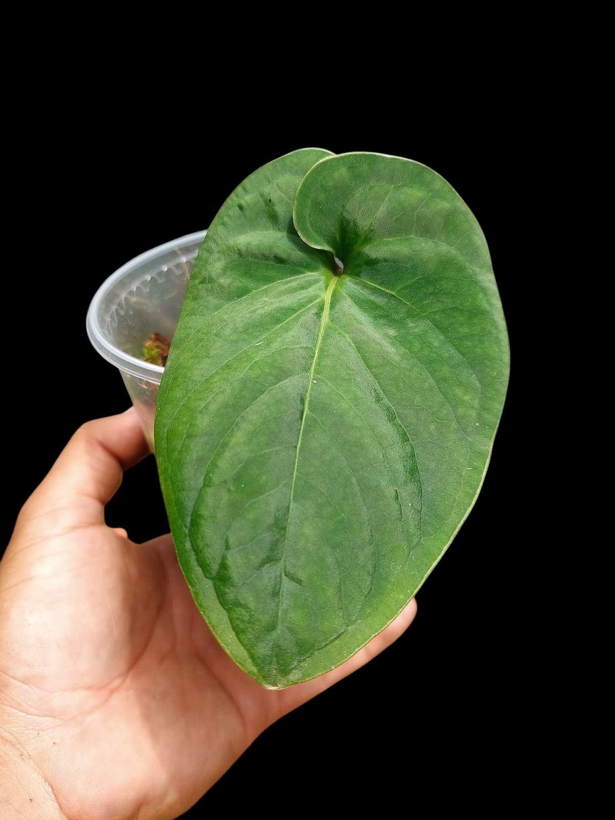 Anthurium sp. 'Huanuco Velvet' Small Size (EXACT PLANT)