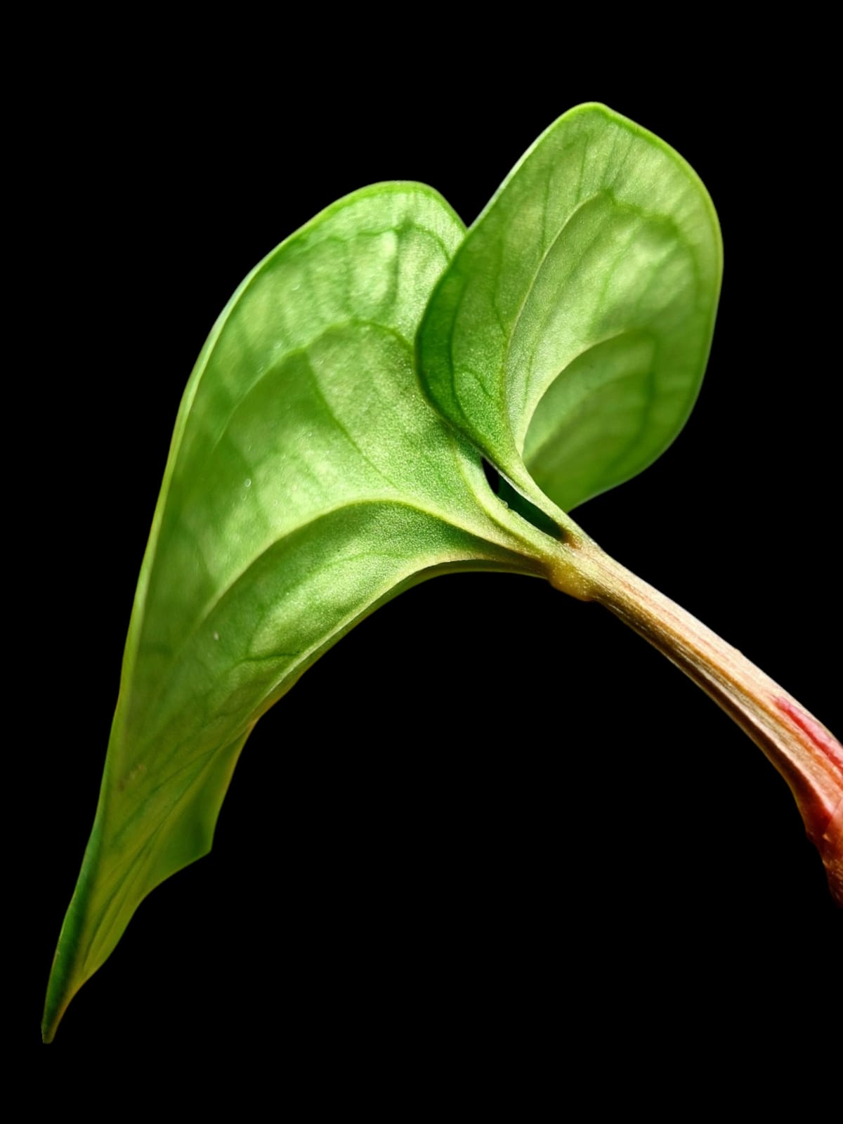 Anthurium sp. 'Huanuco Velvet' Small Size (EXACT PLANT)