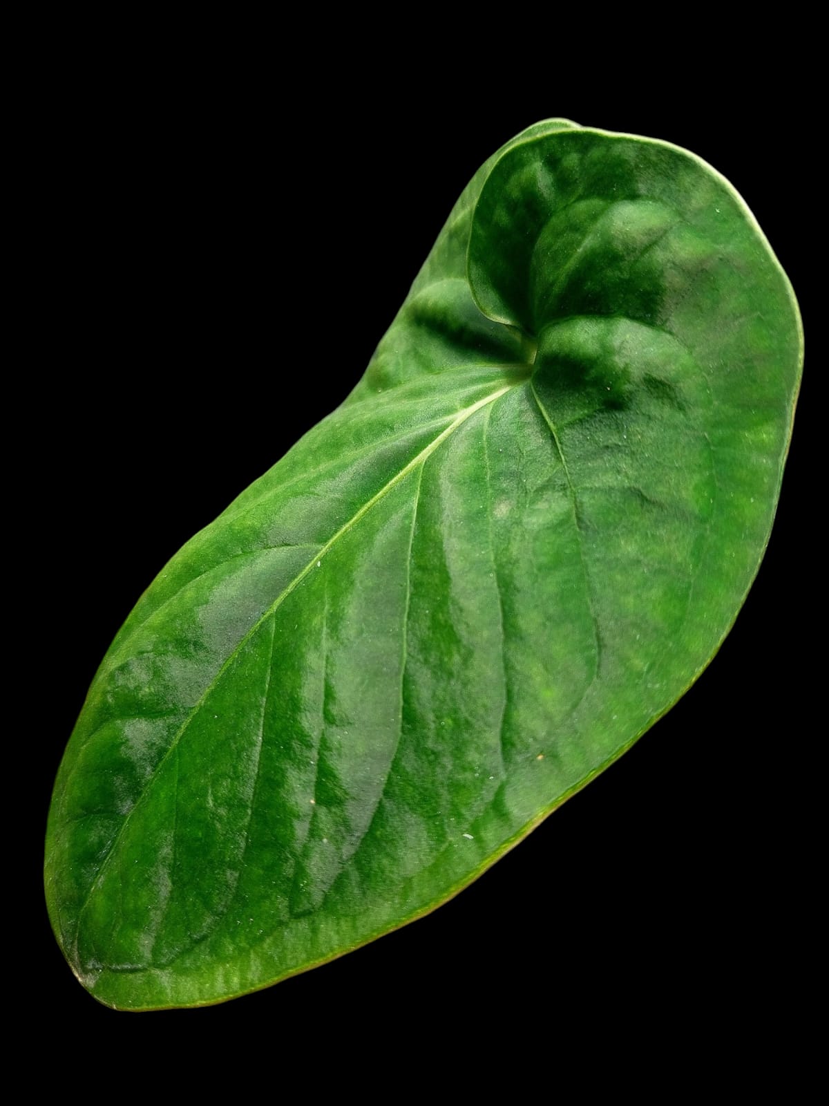 Anthurium sp. 'Huanuco Velvet' Small Size (EXACT PLANT)