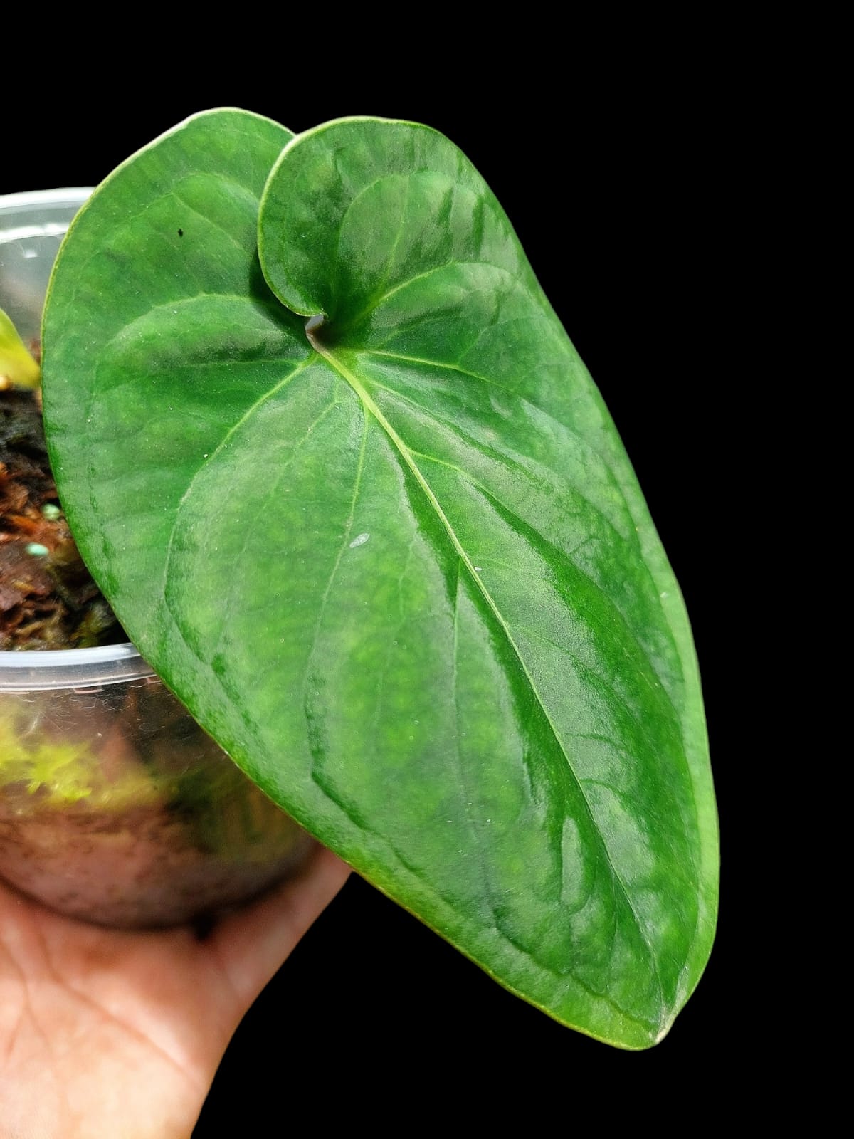 Anthurium sp. 'Huanuco Velvet' Small Size (EXACT PLANT)