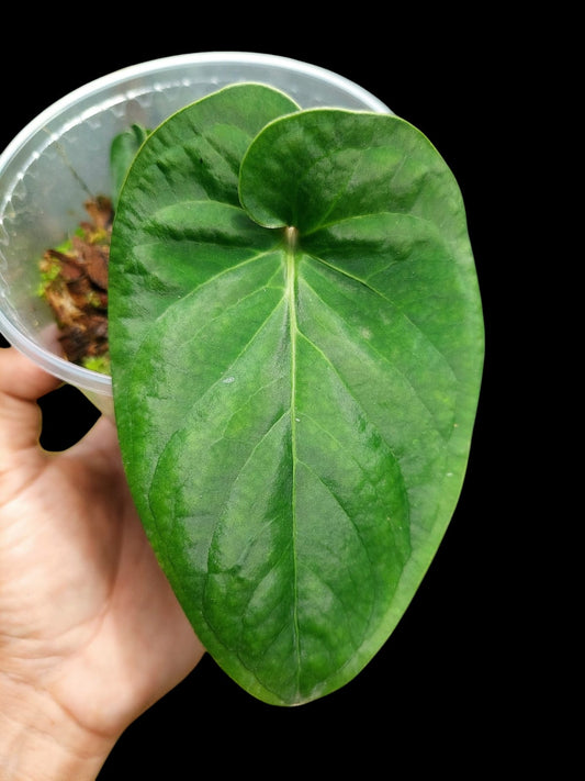 Anthurium sp. 'Huanuco Velvet' Small Size (EXACT PLANT)