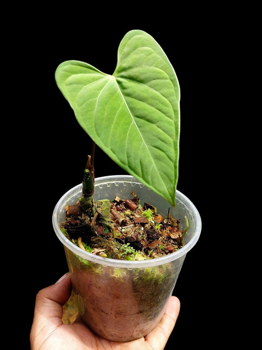 Anthurium sp. "Tarapoto Velvet" (EXACT PLANT)