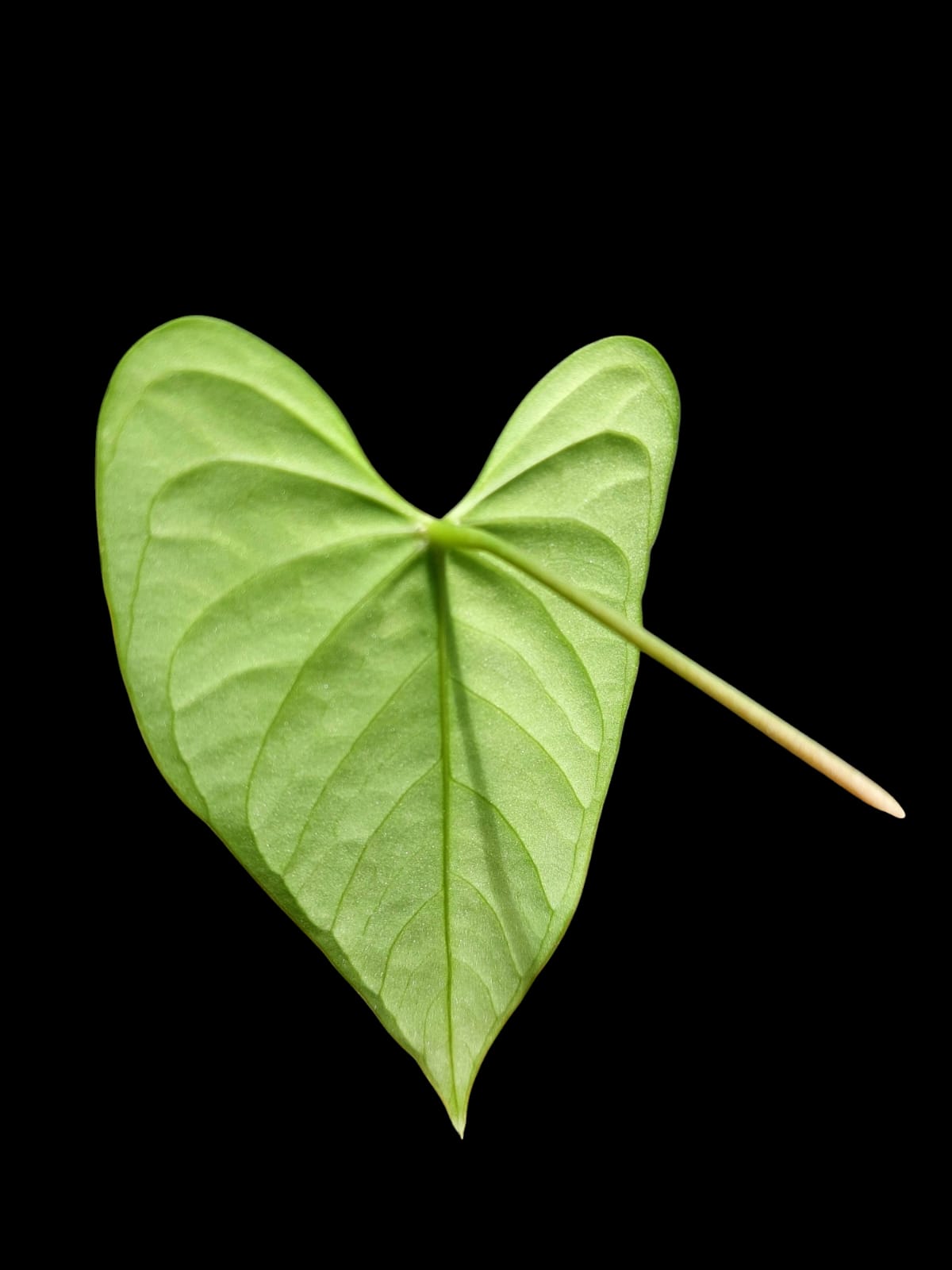 Anthurium sp. "Tarapoto Velvet" (EXACT PLANT)