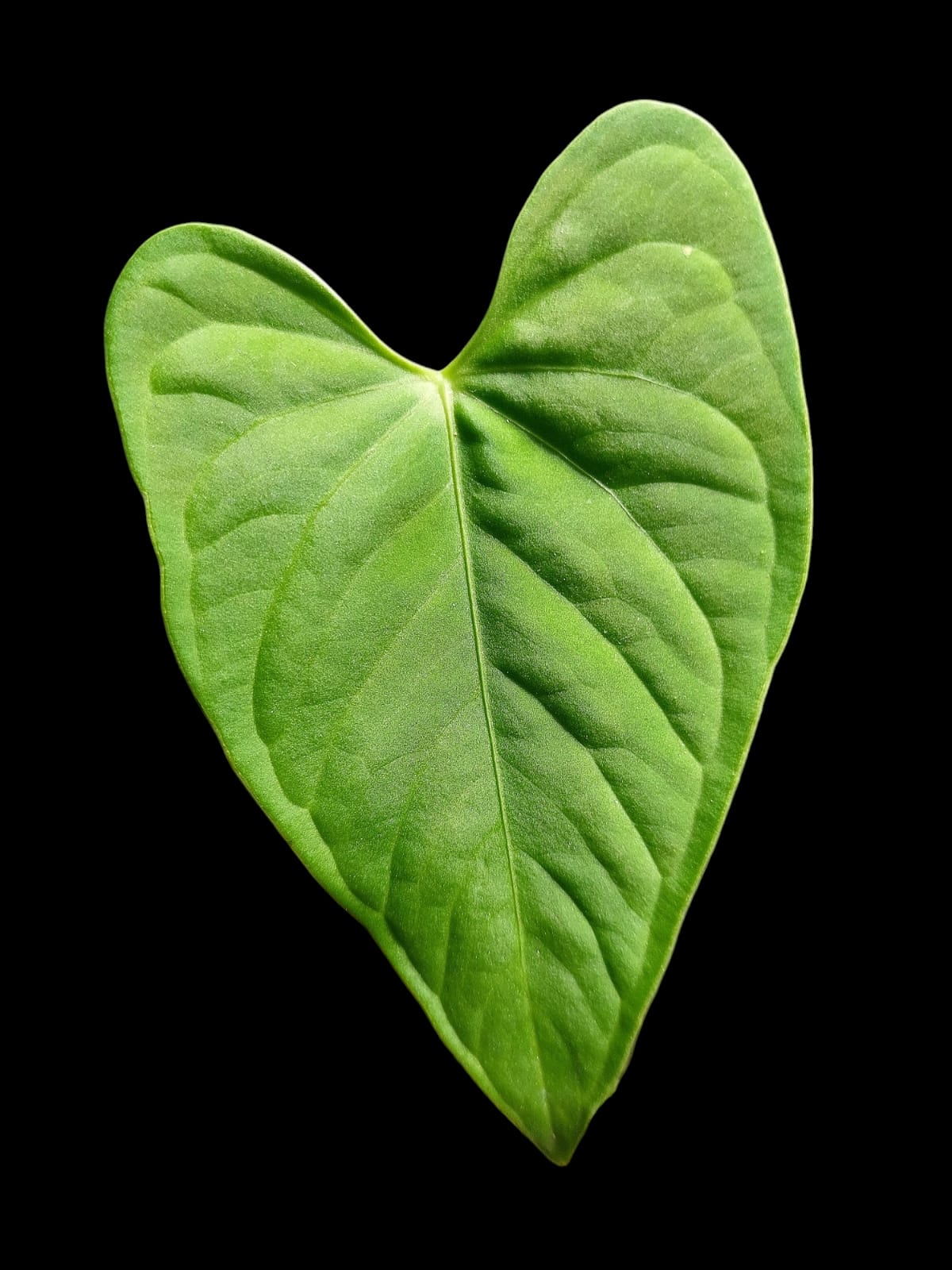 Anthurium sp. "Tarapoto Velvet" (EXACT PLANT)