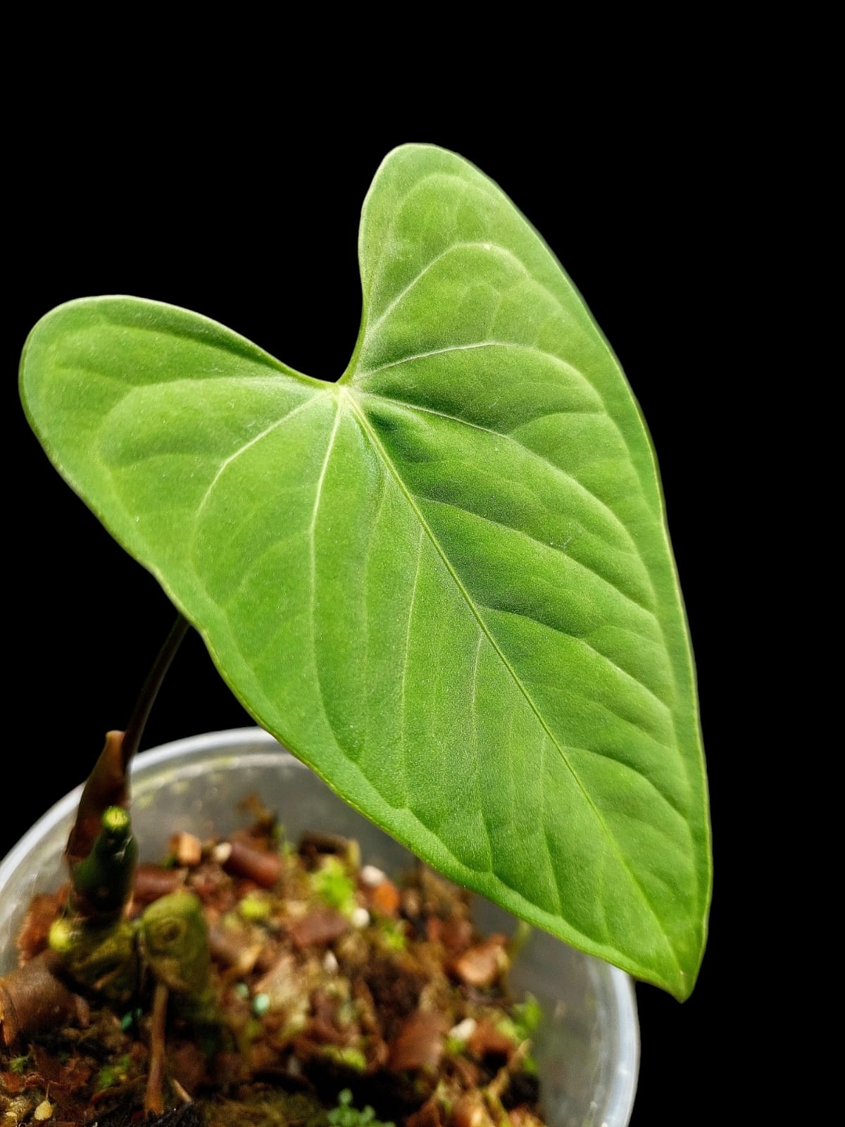 Anthurium sp. "Tarapoto Velvet" (EXACT PLANT)