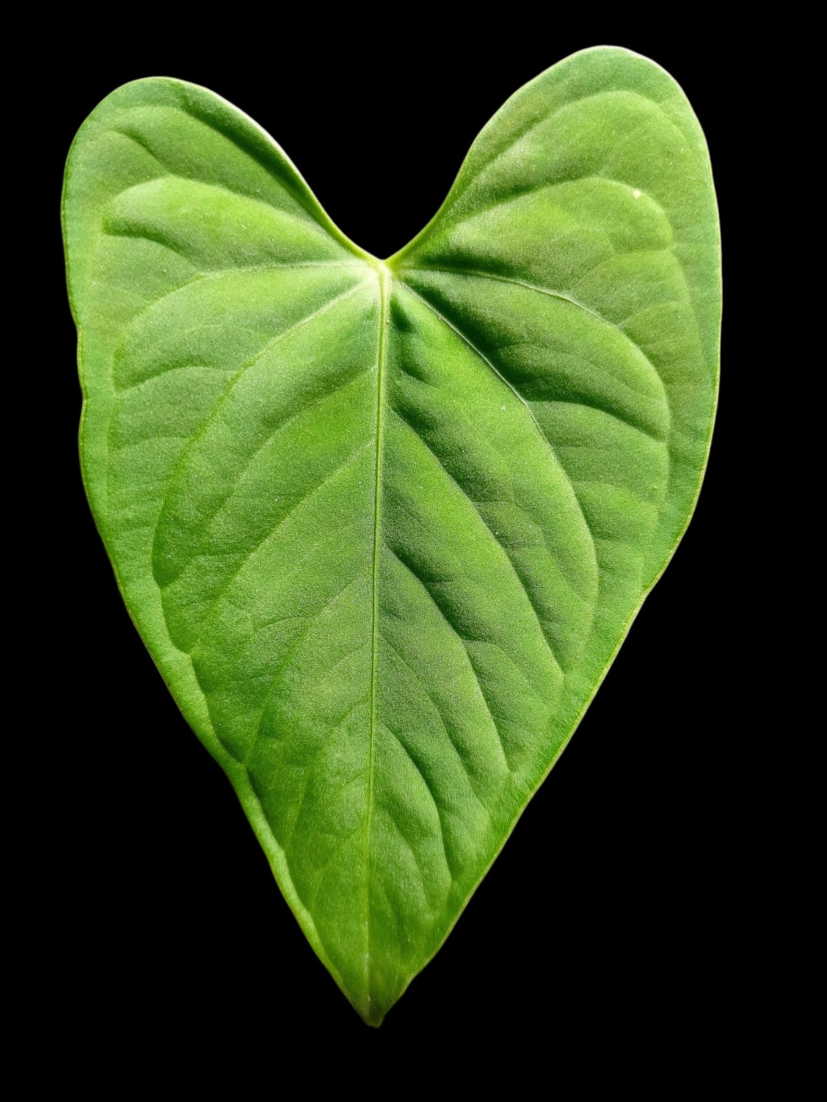 Anthurium sp. "Tarapoto Velvet" (EXACT PLANT)