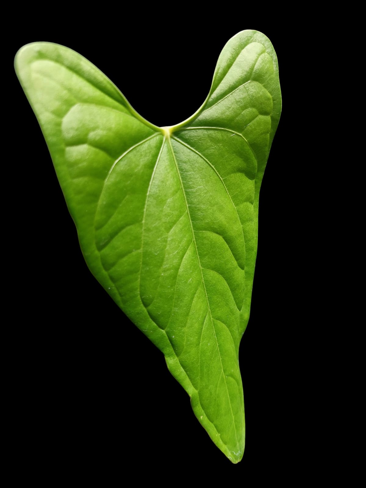 Anthurium sp. "Tarapoto Velvet" Wild Ecotype (EXACT PLANT)