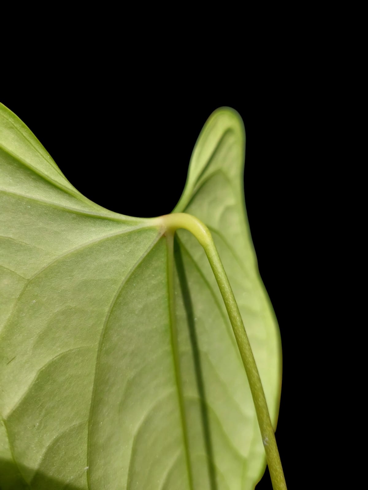 Anthurium sp. "Tarapoto Velvet" Wild Ecotype (EXACT PLANT)