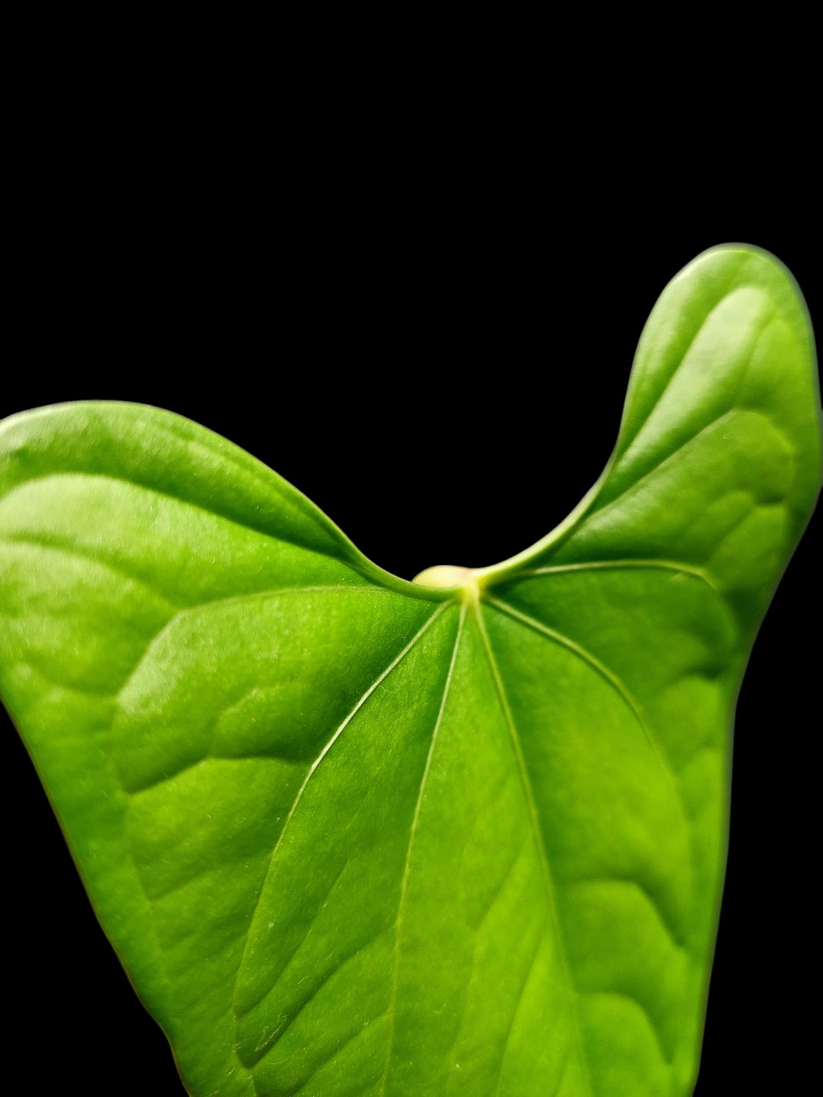 Anthurium sp. "Tarapoto Velvet" Wild Ecotype (EXACT PLANT)