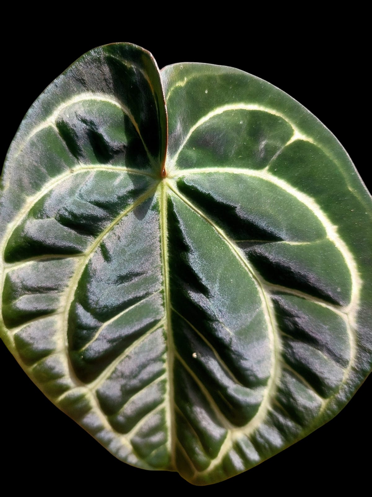 Anthurium Carlablackiae Wild Ecotype (EXACT PLANT)