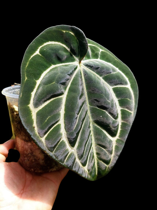 Anthurium Carlablackiae Wild Ecotype (EXACT PLANT)