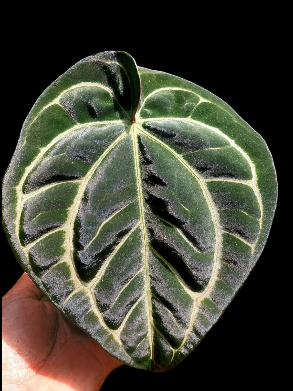Anthurium Carlablackiae Wild Ecotype (EXACT PLANT)