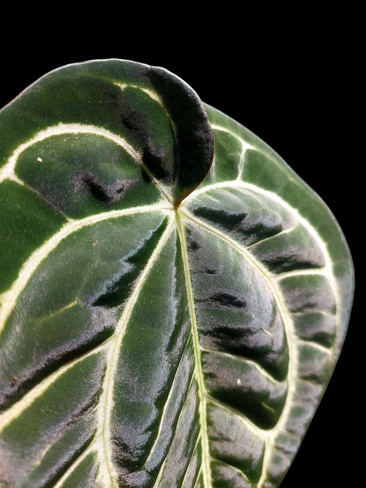 Anthurium Carlablackiae Wild Ecotype (EXACT PLANT)