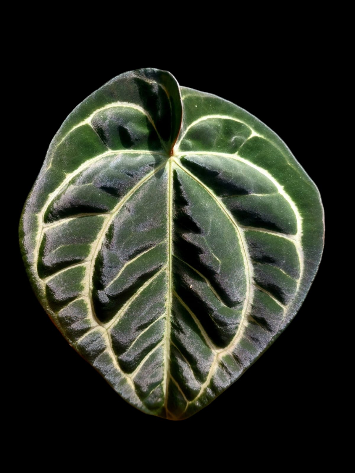 Anthurium Carlablackiae Wild Ecotype (EXACT PLANT)