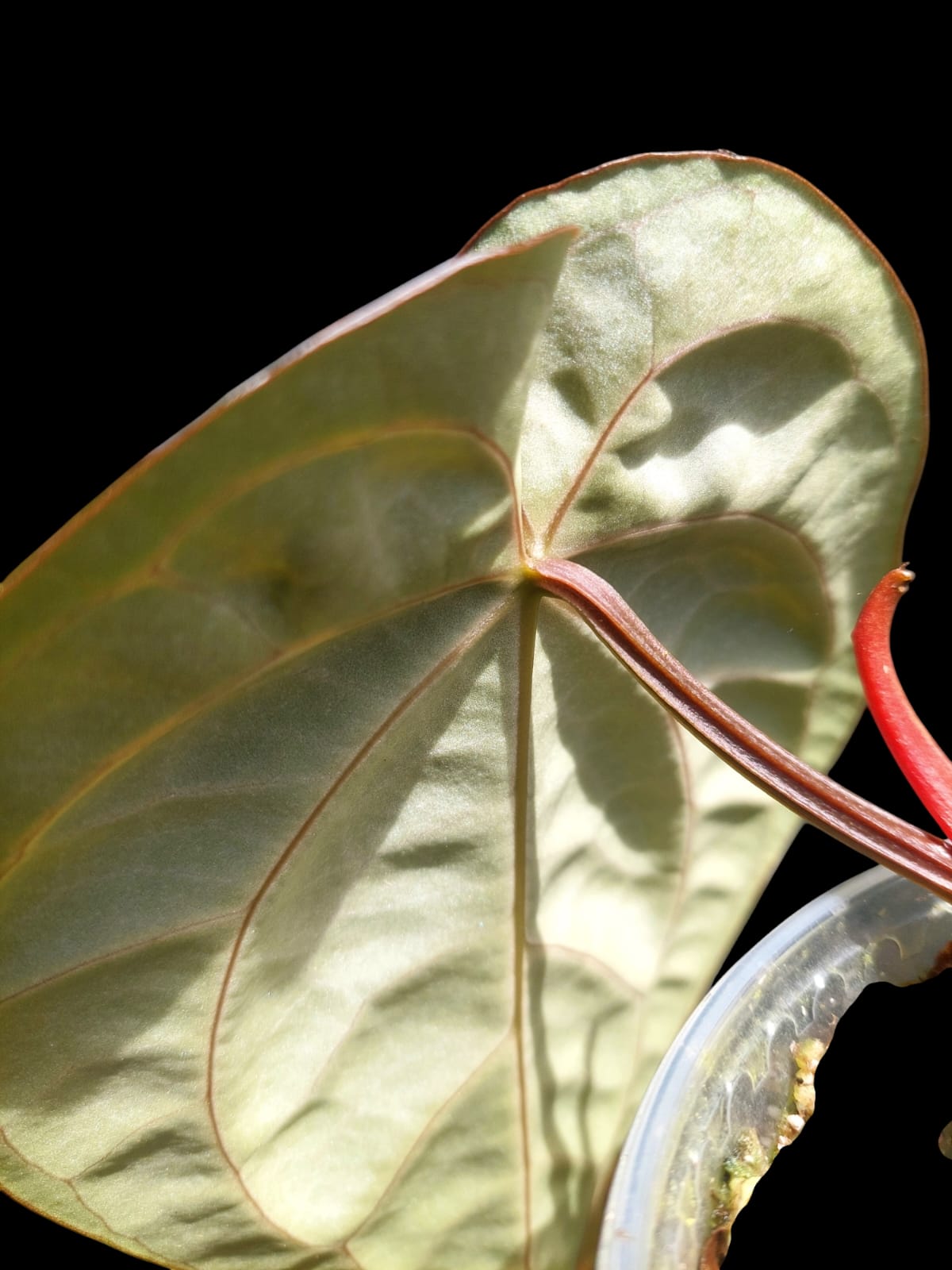 Anthurium Carlablackiae Wild Ecotype (EXACT PLANT)