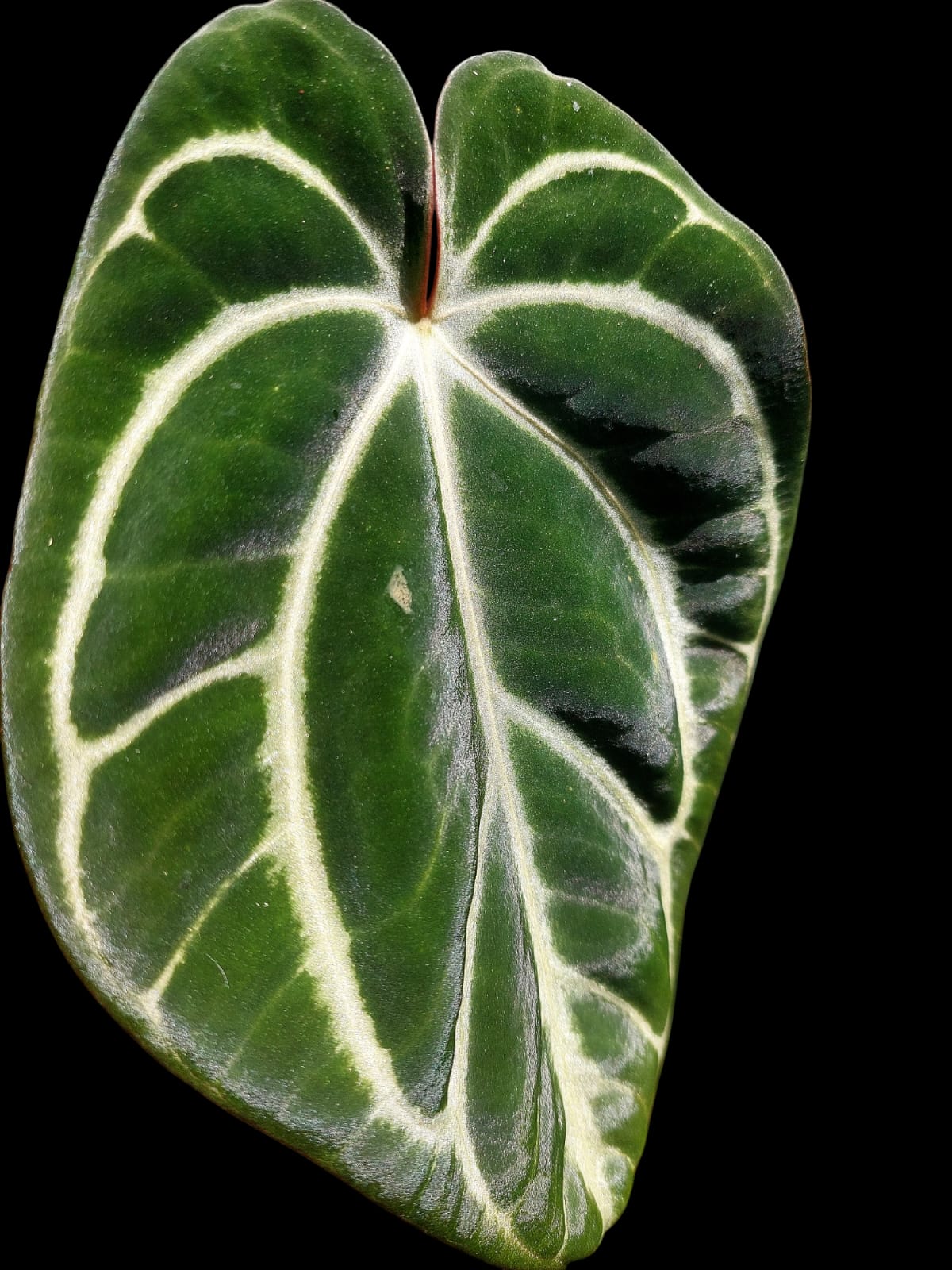 Anthurium Carlablackiae Wild Ecotype (EXACT PLANT)