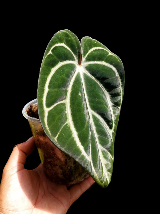 Anthurium Carlablackiae Wild Ecotype (EXACT PLANT)