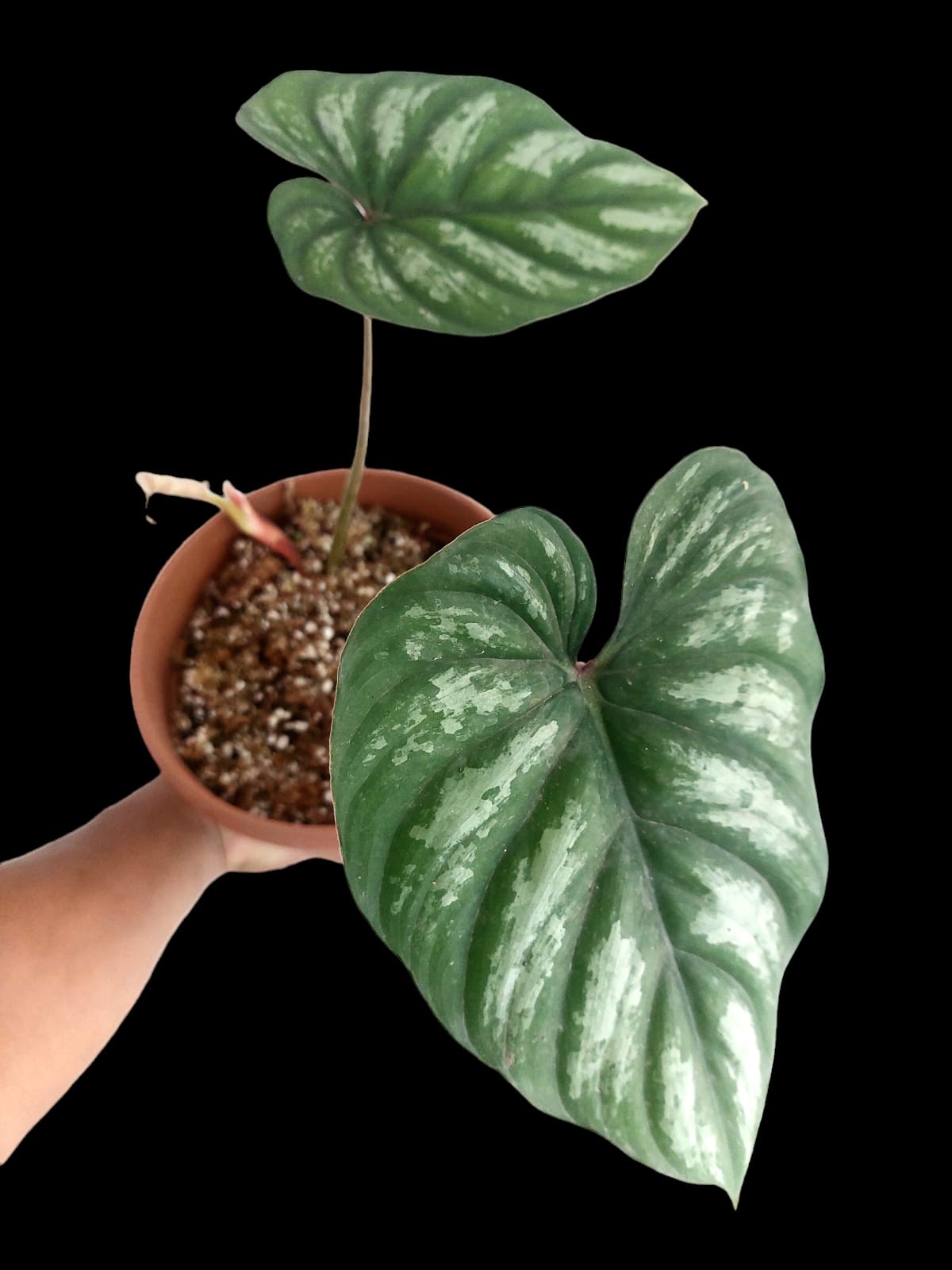 Philodendron plowmanii silver cloud 