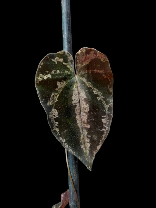 Dioscorea discolor 'Shushupe camo' ecotype (EXACT PLANT)