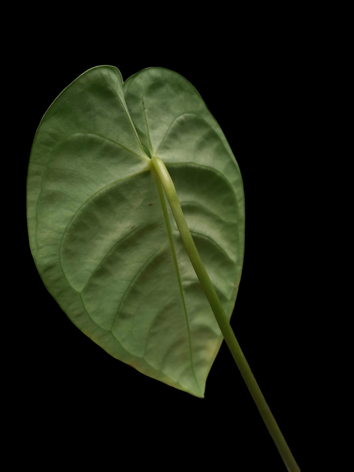 Anthurium Regale Black Velvet (EXACT PLANT)