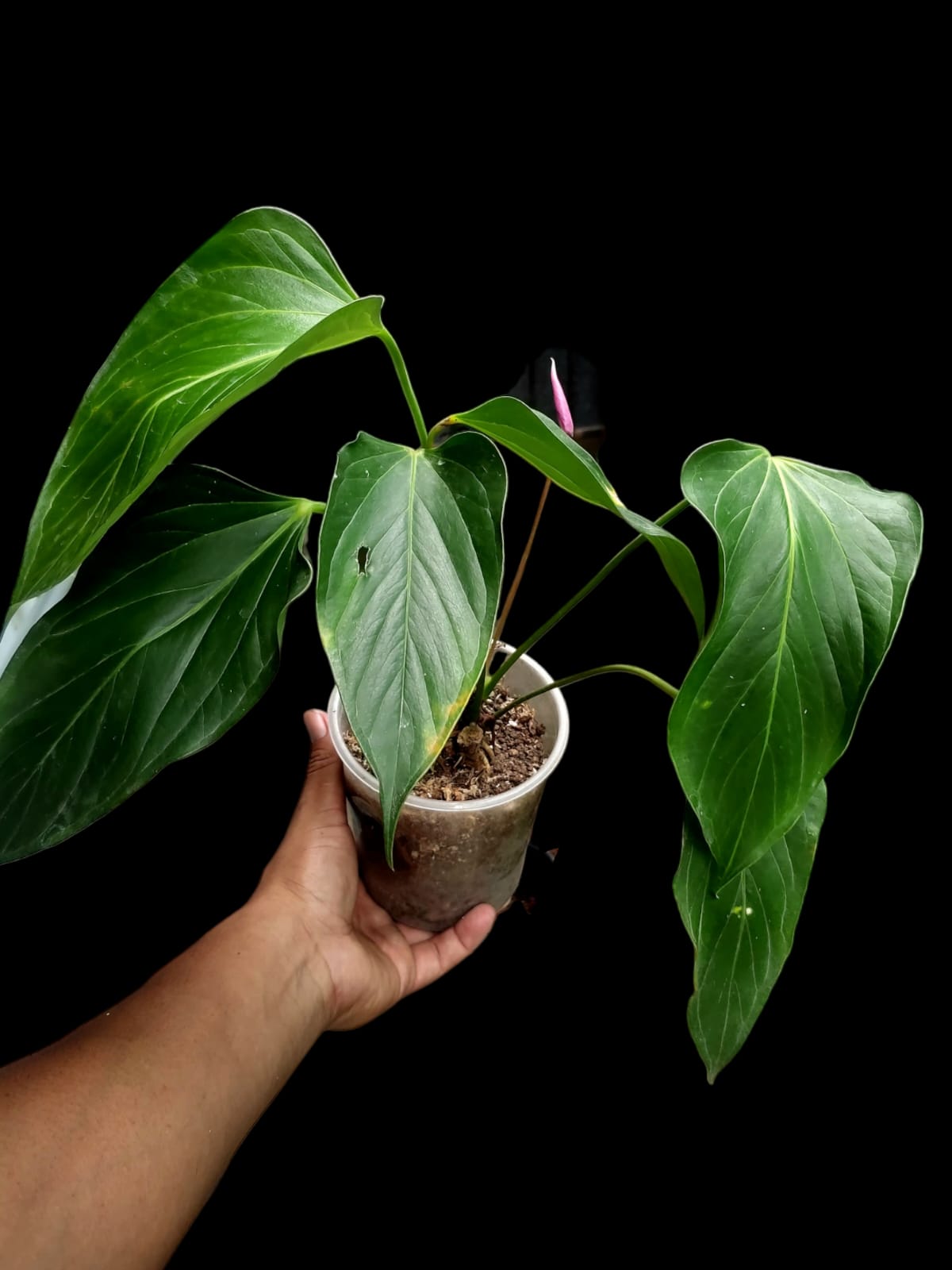 Anthurium sp. 'Deltoide' XSmall Size (EXACT PLANT)