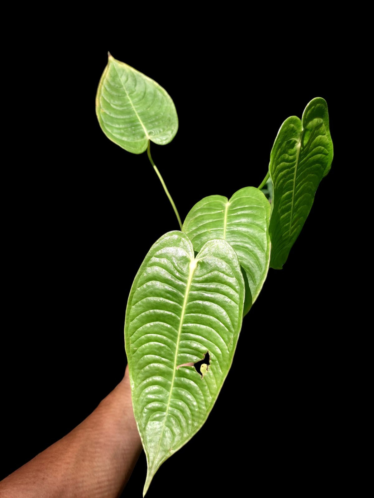 Anthurium veitchii (EXACT PLANT)