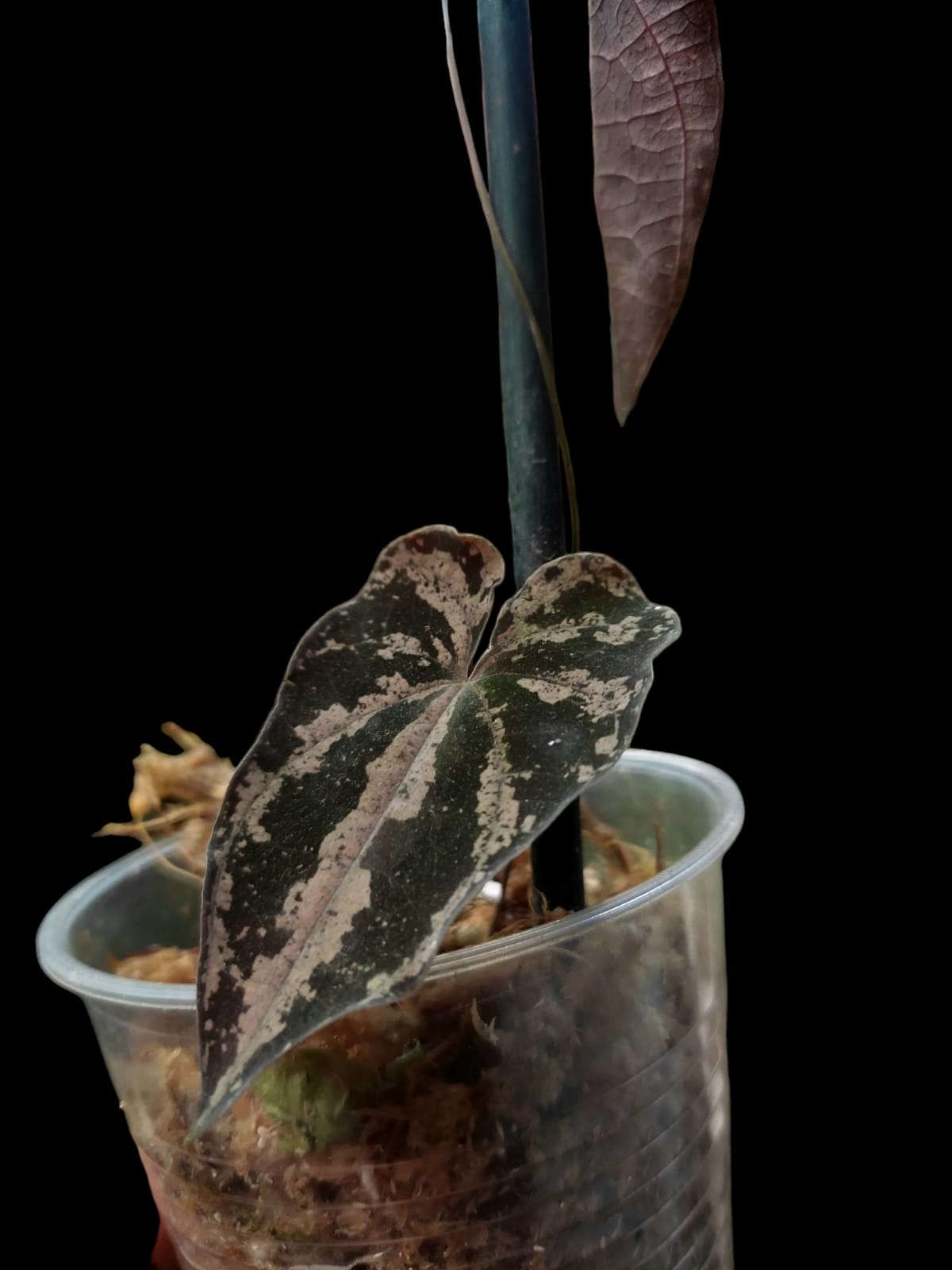 Dioscorea discolor 'Shushupe camo' ecotype (EXACT PLANT)