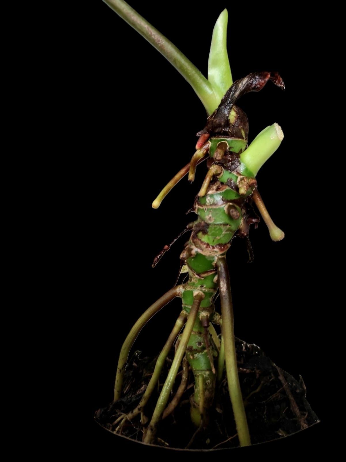 Anthurium Regale Dark (EXACT PLANT)