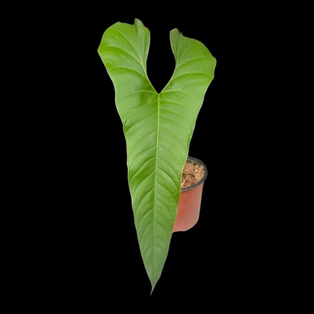 Anthurium Flavolineatum (EXACT PLANT: Shown in Last Image of Gallery)