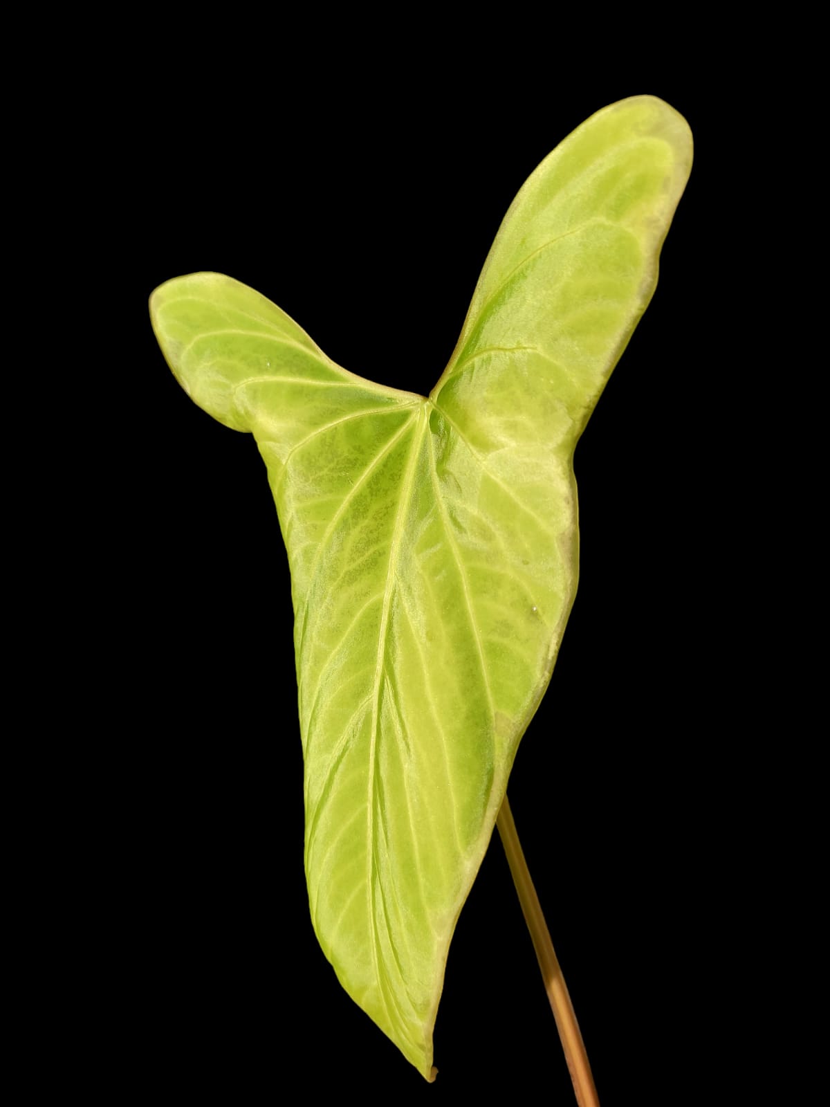 Anthurium sp. 'Tinguense' (EXACT PLANT)