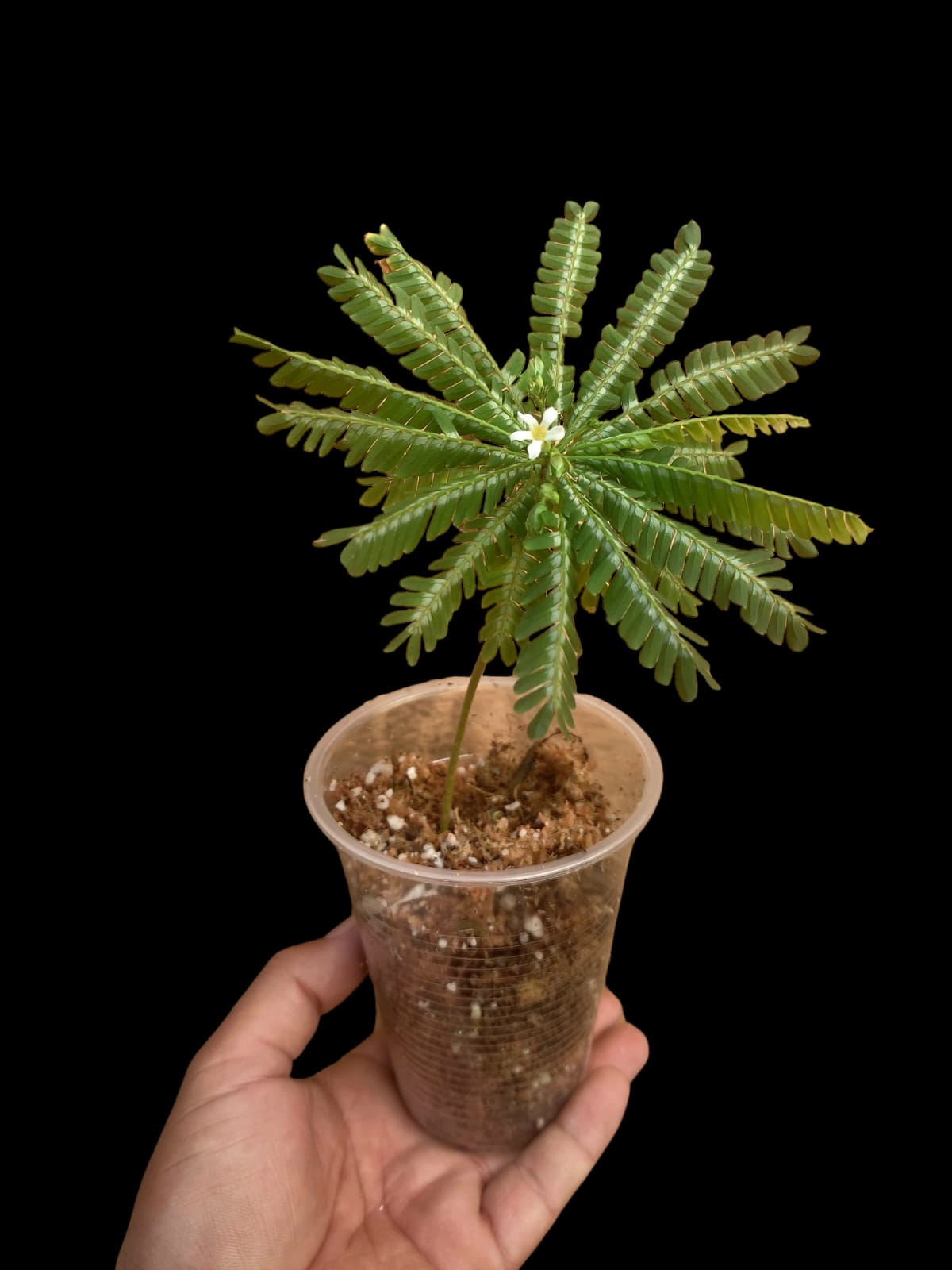 Biophytum Sensitivum Peru ecotype (EXACT PLANT)