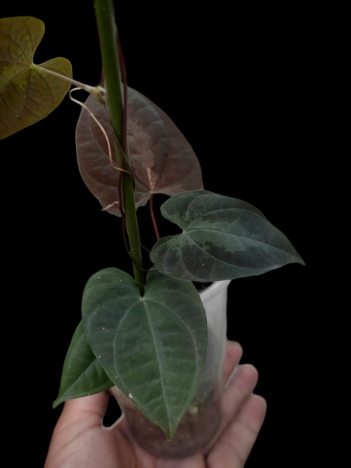 Dioscorea discolor 'Green Camo' ecotype (EXACT PLANT)