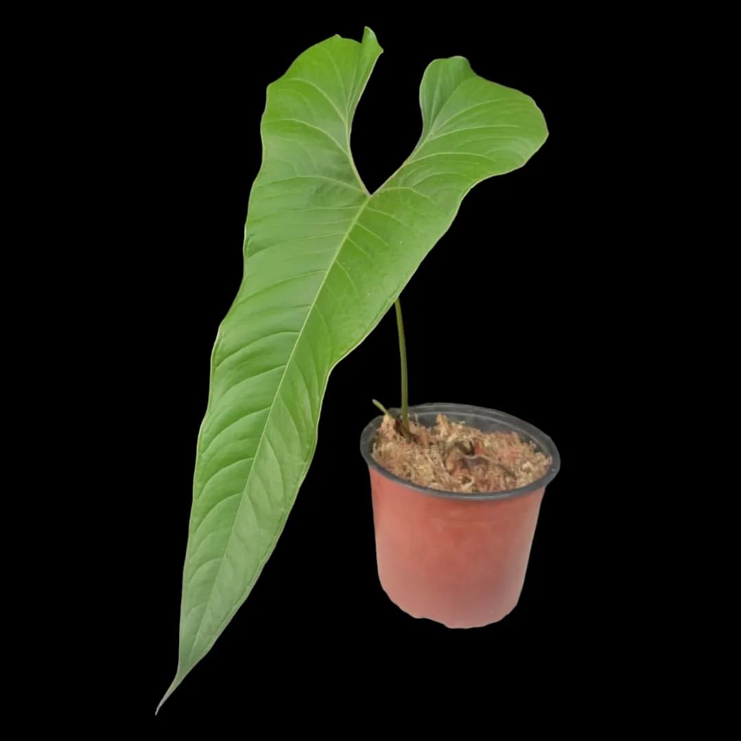 Anthurium Flavolineatum (EXACT PLANT)