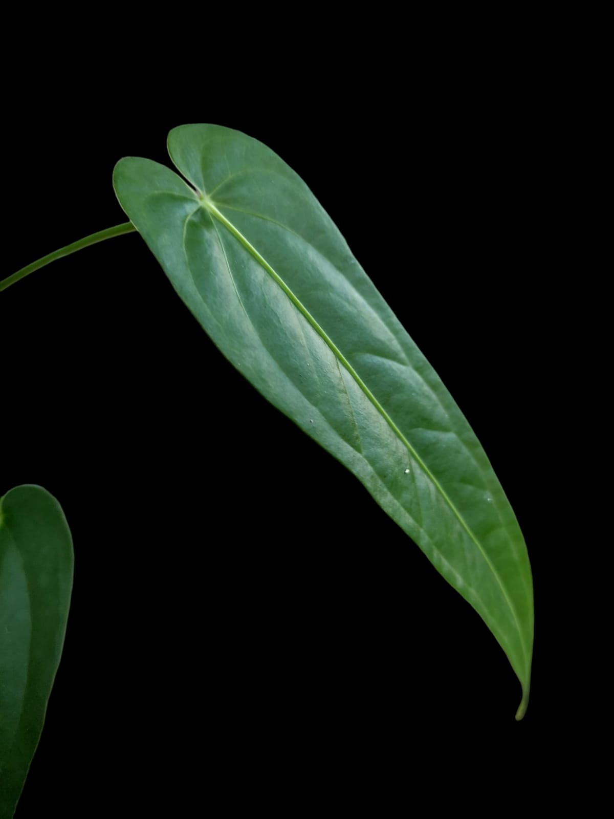 Anthurium sp. "Tununtunumba" (EXACT PLANT)