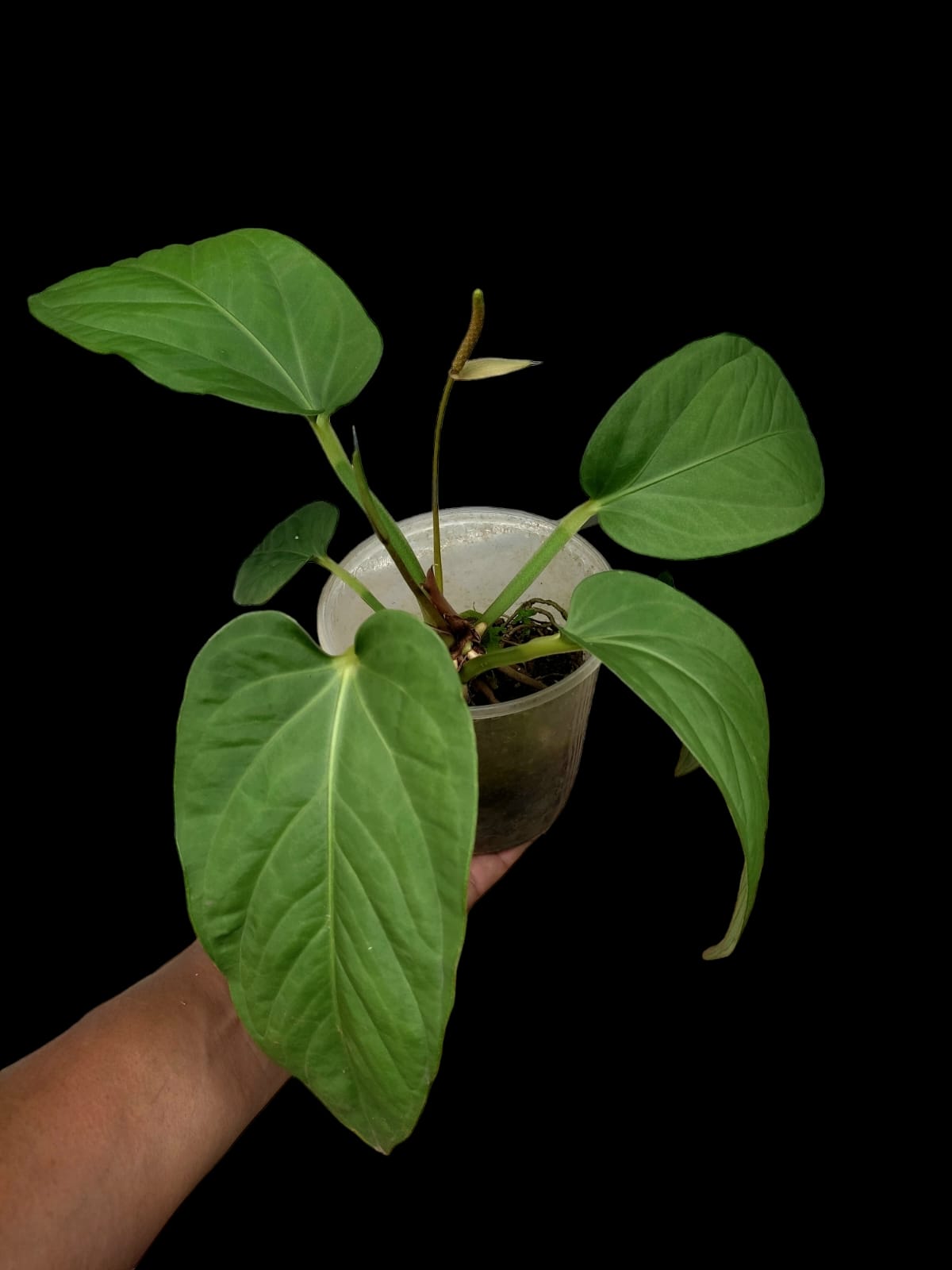 Anthurium Pulcachense (EXACT PLANT)