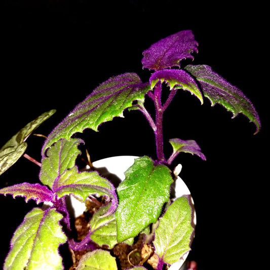 Gynura aurantiaca "Velvet purple passion"
