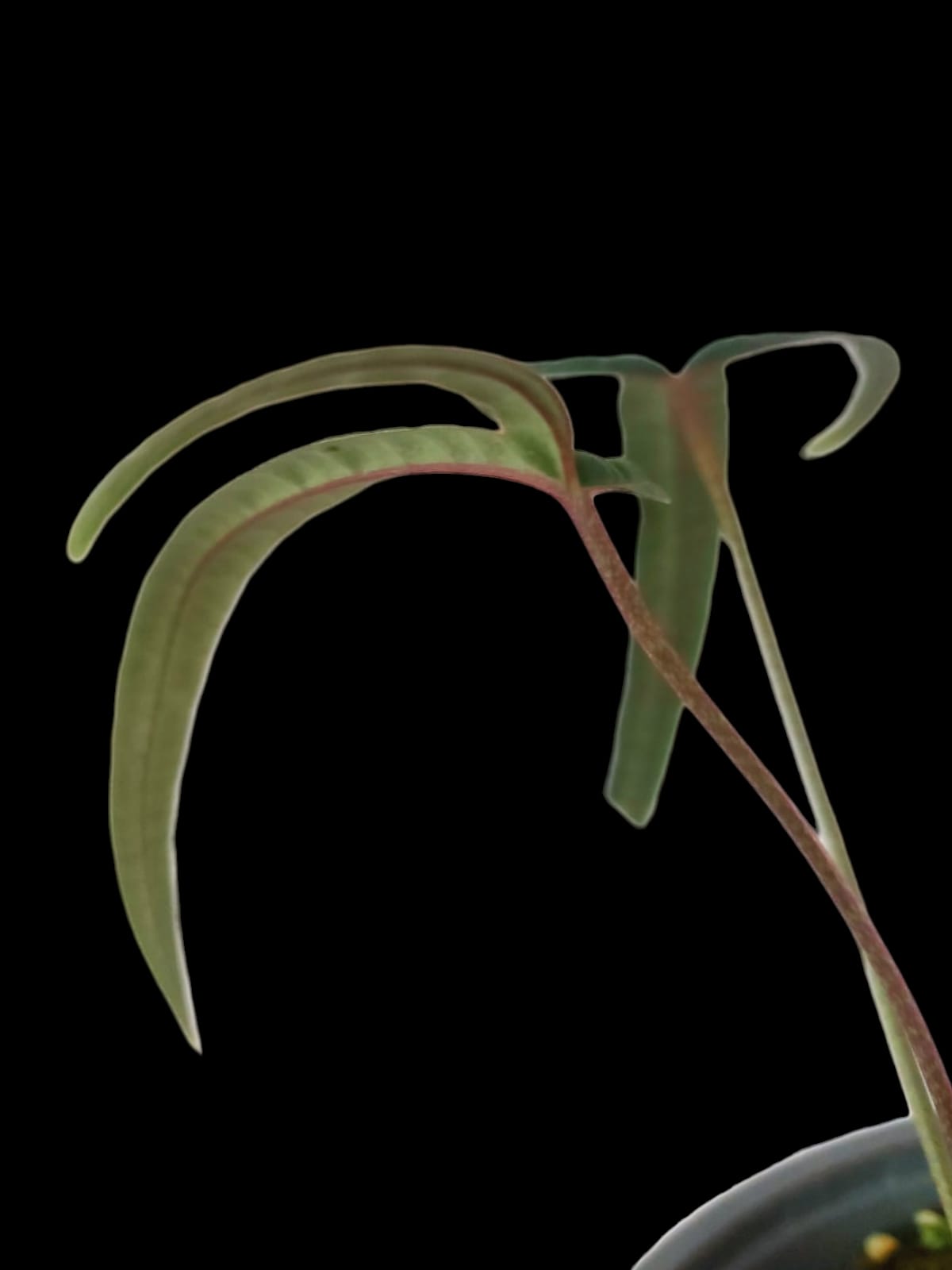 Anthurium cutucuense