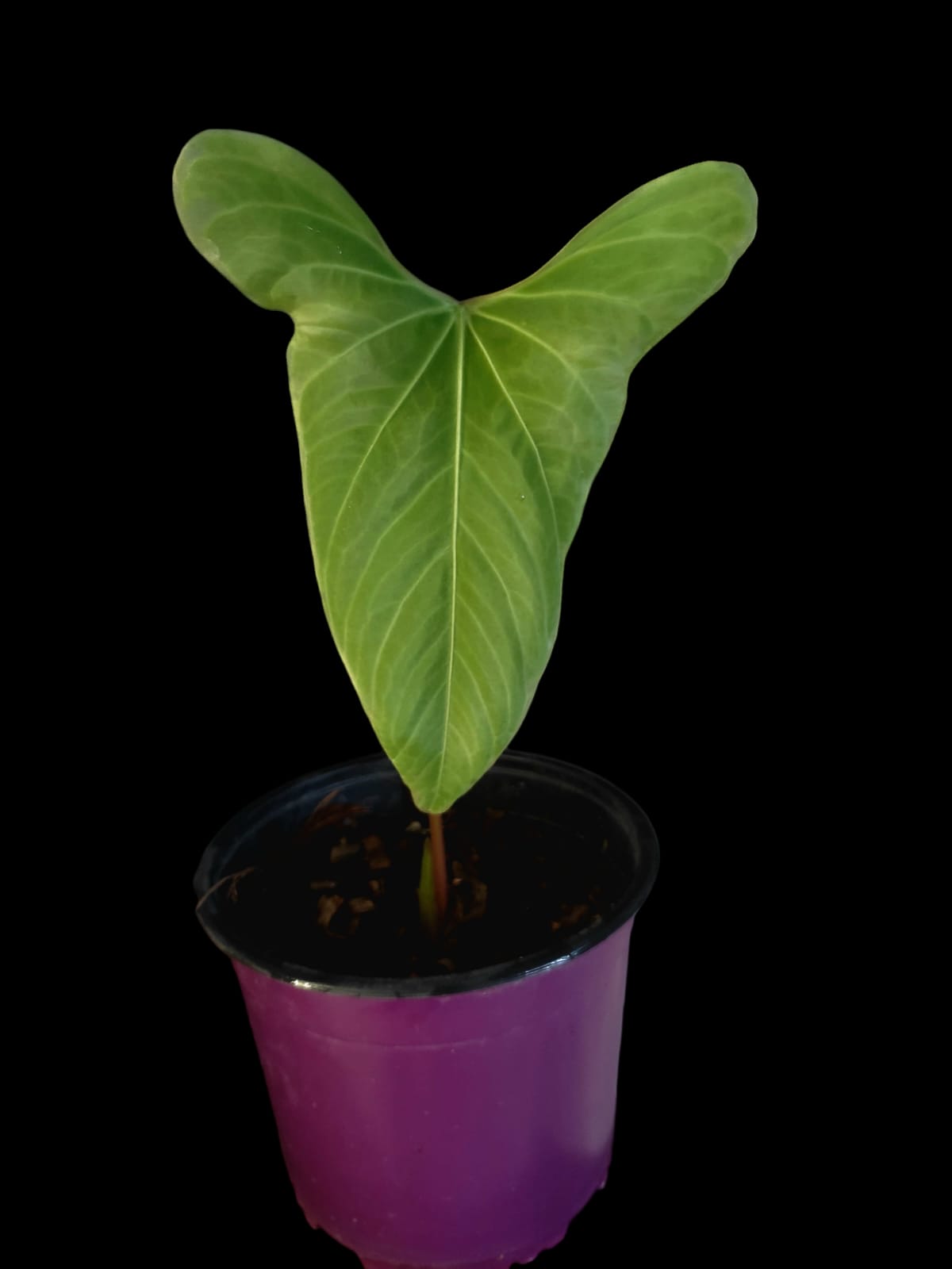 Anthurium sp. 'Tinguense' (EXACT PLANT)