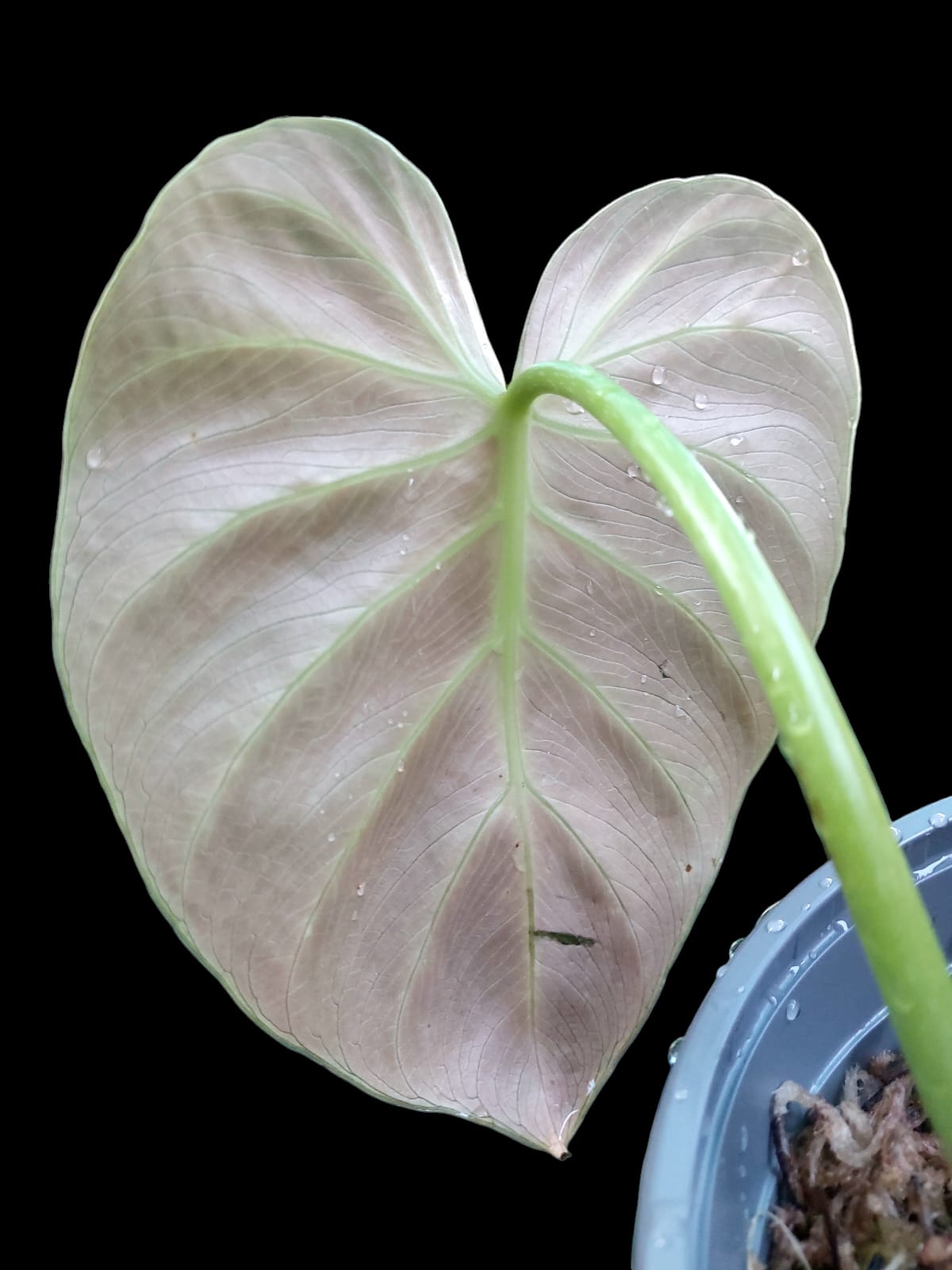 Philodendron Luxirians
