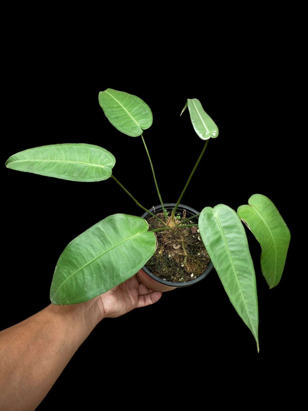 Anthurium Timplowmani (EXACT PLANT)