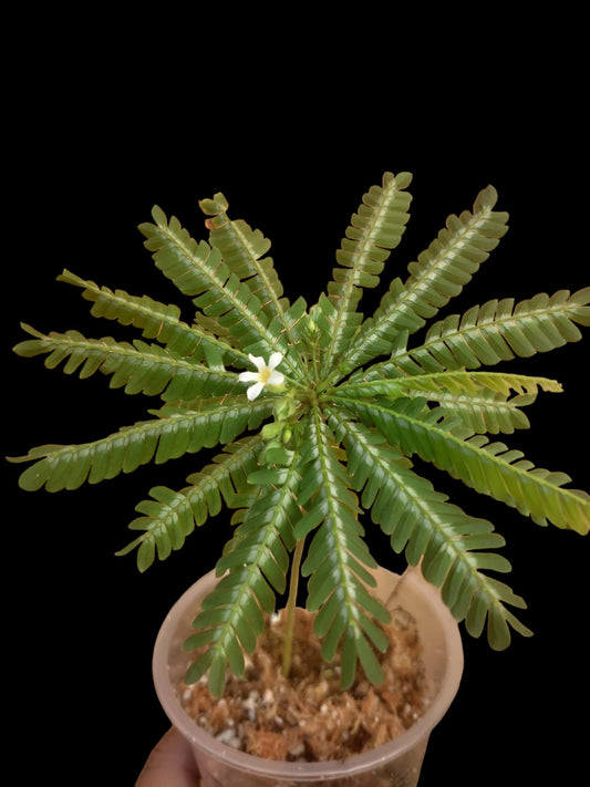 Biophytum Sensitivum Peru ecotype (EXACT PLANT)