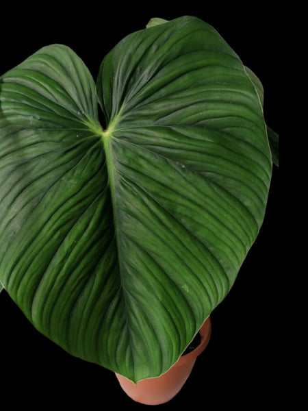 philodendron plowmanii black face Philodendron PlowManii